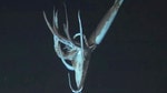 Since the dawn of underwater photography, researchers have been trying to capture the giant squid (Architeuthis) on film, but to no avail.